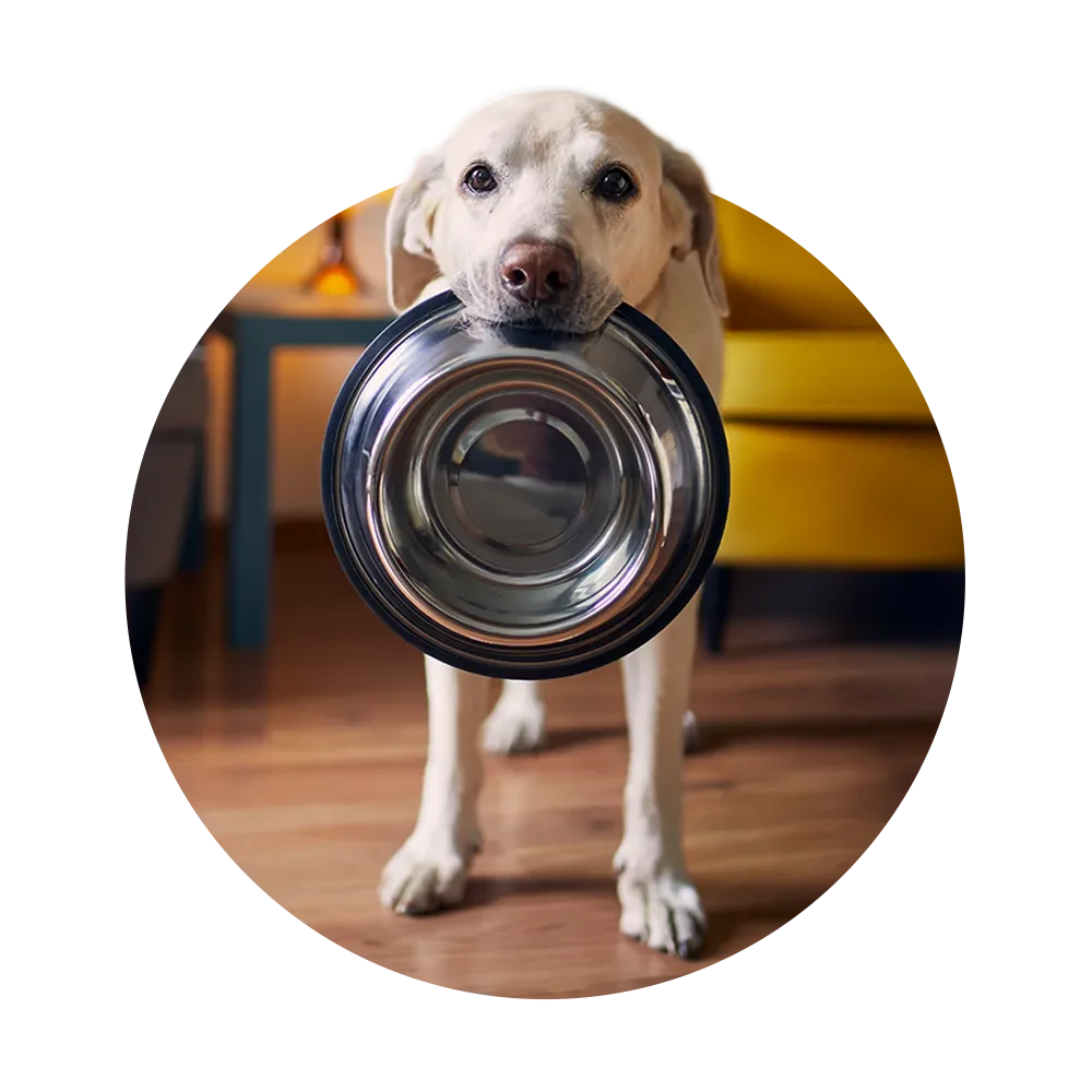 Benefits of freeze dried raw dog food