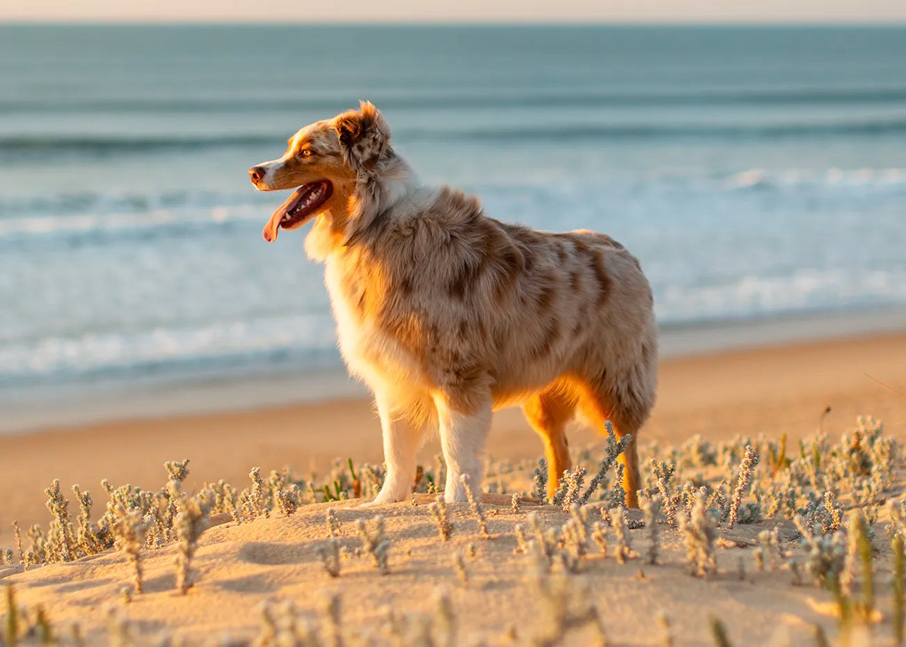 What makes an all natural dog food?