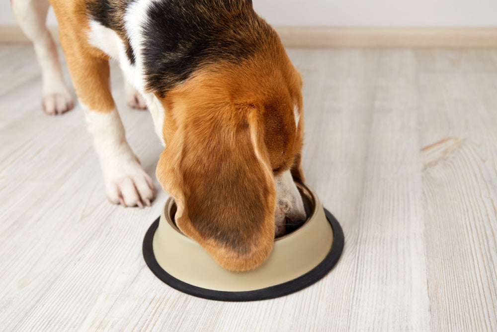 What makes healthy dog food?