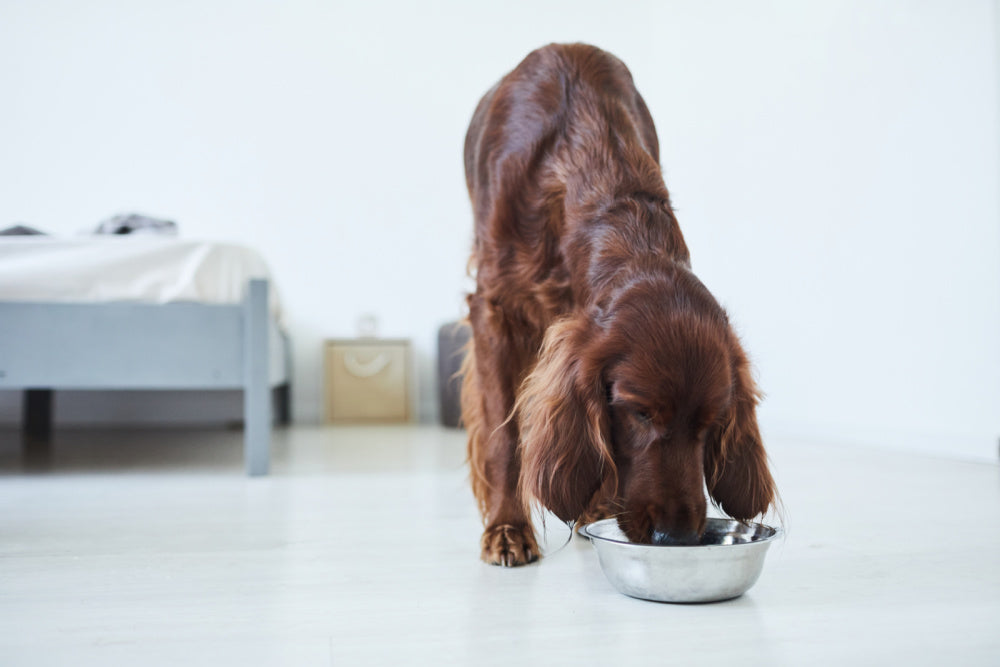 Can dogs eat raw beef?